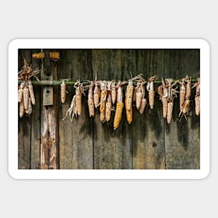 Drying corn cobs. Sticker